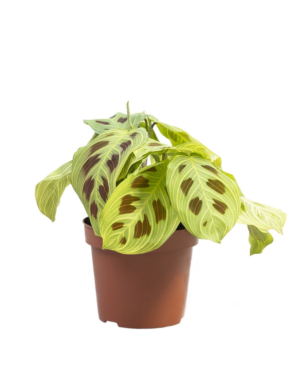 Maranta sp. Light Veins - Root Houseplants