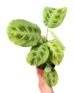 Maranta sp. Light Veins - Root Houseplants