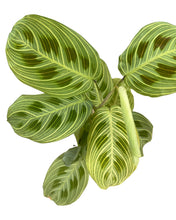 Charger l&#39;image dans la galerie, Maranta sp. Light Veins - Root Houseplants
