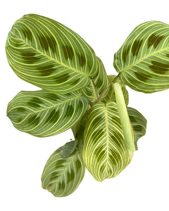 Maranta sp. Light Veins - Root Houseplants