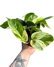 Load image into Gallery viewer, Epipremnum aureum &#39;Marble Queen&#39;
