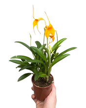 Charger l&#39;image dans la galerie, Masdevallia hybrid - Root Houseplants
