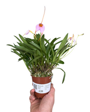 Charger l&#39;image dans la galerie, Masdevallia hybrid - Root Houseplants
