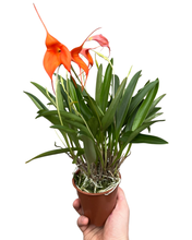 Charger l&#39;image dans la galerie, Masdevallia hybrid - Root Houseplants
