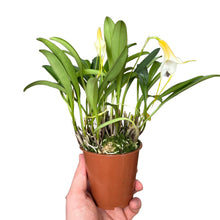 Charger l&#39;image dans la galerie, Masdevallia hybrid - Root Houseplants
