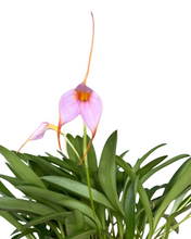 Charger l&#39;image dans la galerie, Masdevallia hybrid - Root Houseplants
