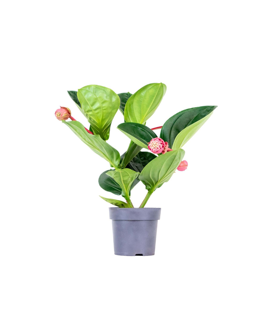 Medinilla magnifica 'Flamenco' - Root Houseplants