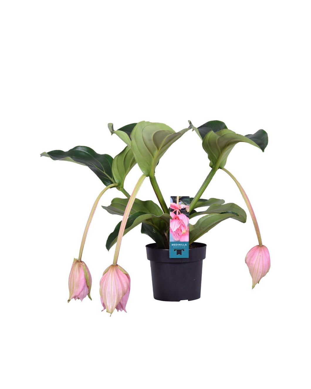 Medinilla magnifica - Root Houseplants