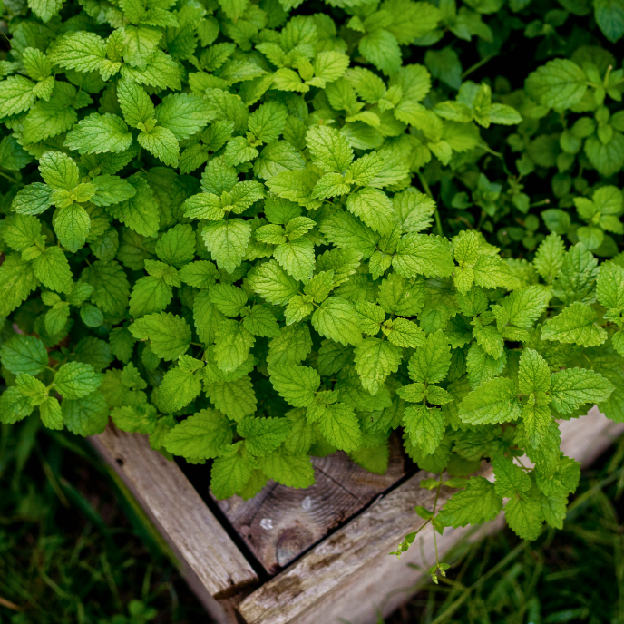 Melissa officinalis - Root Houseplants