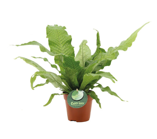 Microsorum musifolium 'Crocodyllus' - Root Houseplants