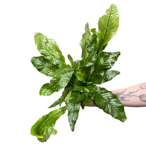 Microsorum musifolium 'Crocodyllus' - Root Houseplants
