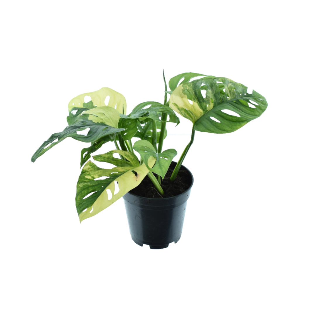 Monstera adansonii 'Aurea Variegated' - Root Houseplants