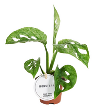 Charger l&#39;image dans la galerie, Monstera adansonii &#39;Mint&#39; - Root Houseplants

