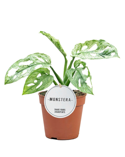 Monstera adansonii 'Mint' - Root Houseplants
