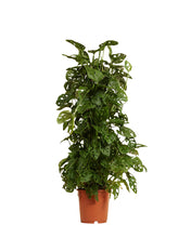 Charger l&#39;image dans la galerie, Monstera adansonii - Root Houseplants
