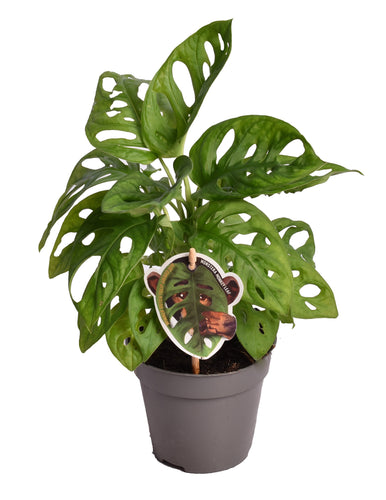 Monstera adansonii - Root Houseplants