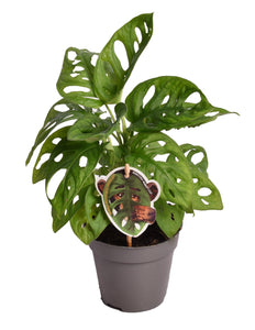 Monstera adansonii - Root Houseplants