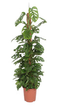 Charger l&#39;image dans la galerie, Monstera adansonii - Root Houseplants
