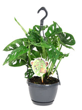 Charger l&#39;image dans la galerie, Monstera adansonii - Root Houseplants
