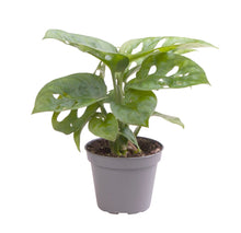 Charger l&#39;image dans la galerie, Monstera adansonii - Root Houseplants
