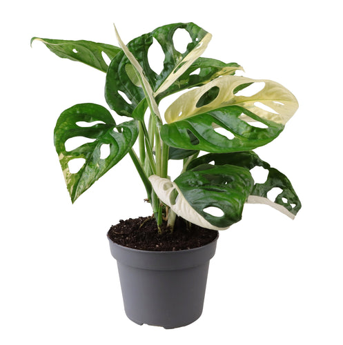 Monstera adansonii 'Variegata' - Root Houseplants