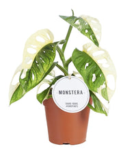 Charger l&#39;image dans la galerie, Monstera adansonii &#39;Variegata&#39; - Root Houseplants
