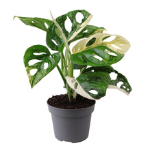 Charger l&#39;image dans la galerie, Monstera adansonii &#39;Variegata&#39; - Root Houseplants
