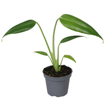 Charger l&#39;image dans la galerie, Monstera &#39;Burle Marx Flame&#39; - Root Houseplants
