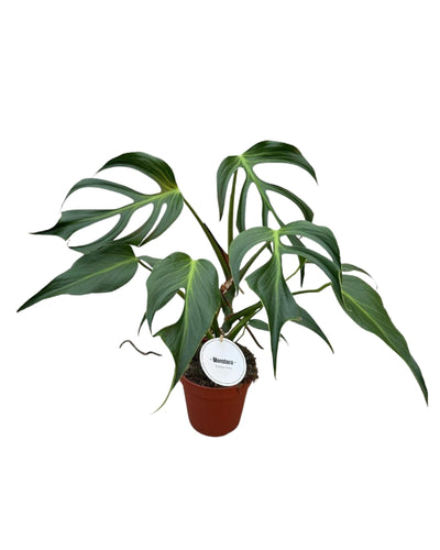 Monstera 'Burle Marx Flame' - Root Houseplants
