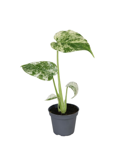 Monstera deliciosa 'Mint Variegated' - Root Houseplants