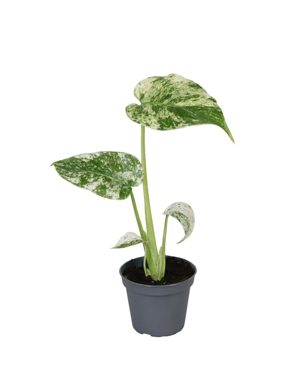 Monstera deliciosa 'Mint Variegated' - Root Houseplants