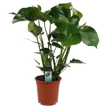 Load image into Gallery viewer, Monstera deliciosa - Root Houseplants
