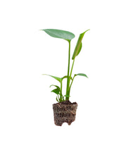 Load image into Gallery viewer, Monstera deliciosa - Root Houseplants
