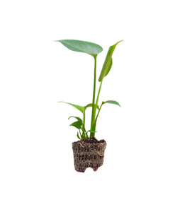 Monstera deliciosa - Root Houseplants