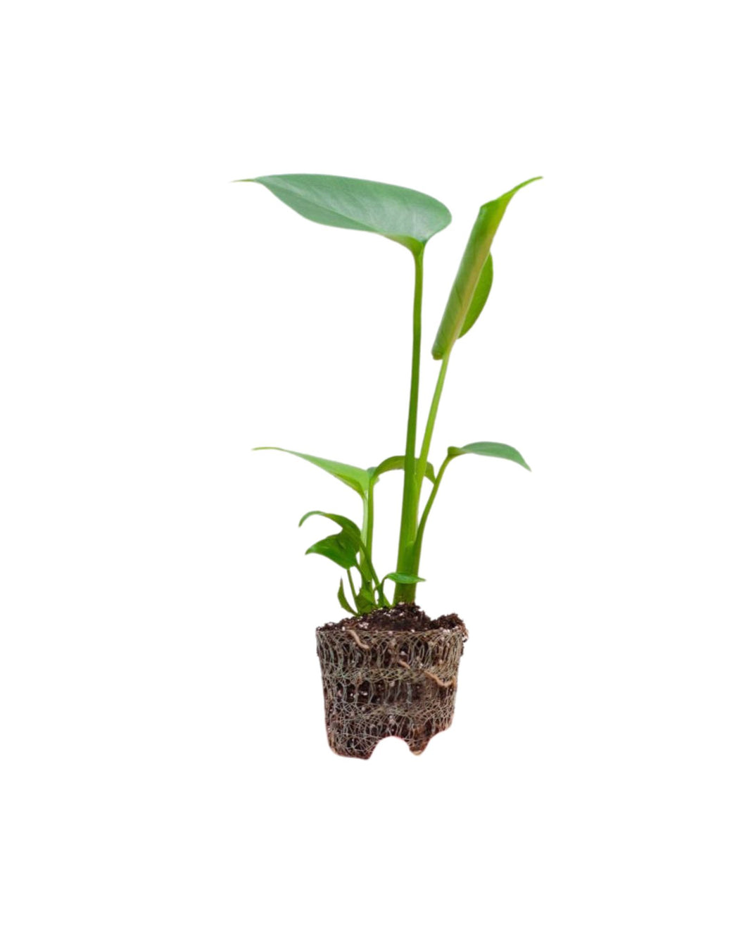 Monstera deliciosa - Root Houseplants