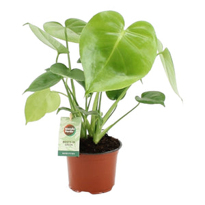 Monstera deliciosa - Root Houseplants