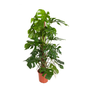 Monstera deliciosa - Root Houseplants
