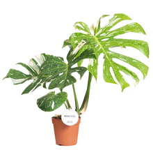 Charger l&#39;image dans la galerie, Monstera deliciosa &#39;Thai Constellation&#39; - Root Houseplants
