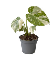 Charger l&#39;image dans la galerie, Monstera deliciosa &#39;Thai Constellation&#39; - Root Houseplants

