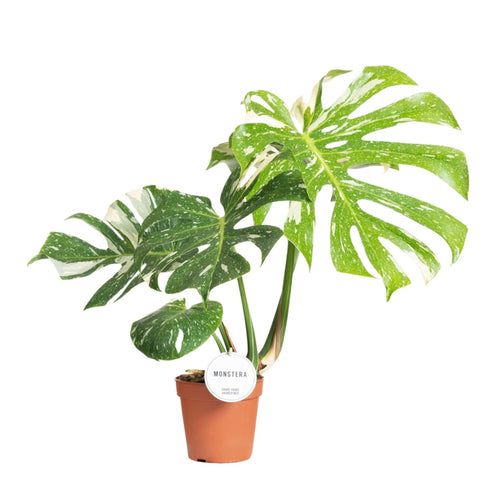 Monstera deliciosa 'Thai Constellation' - Root Houseplants