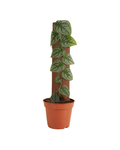 Monstera dubia - Root Houseplants