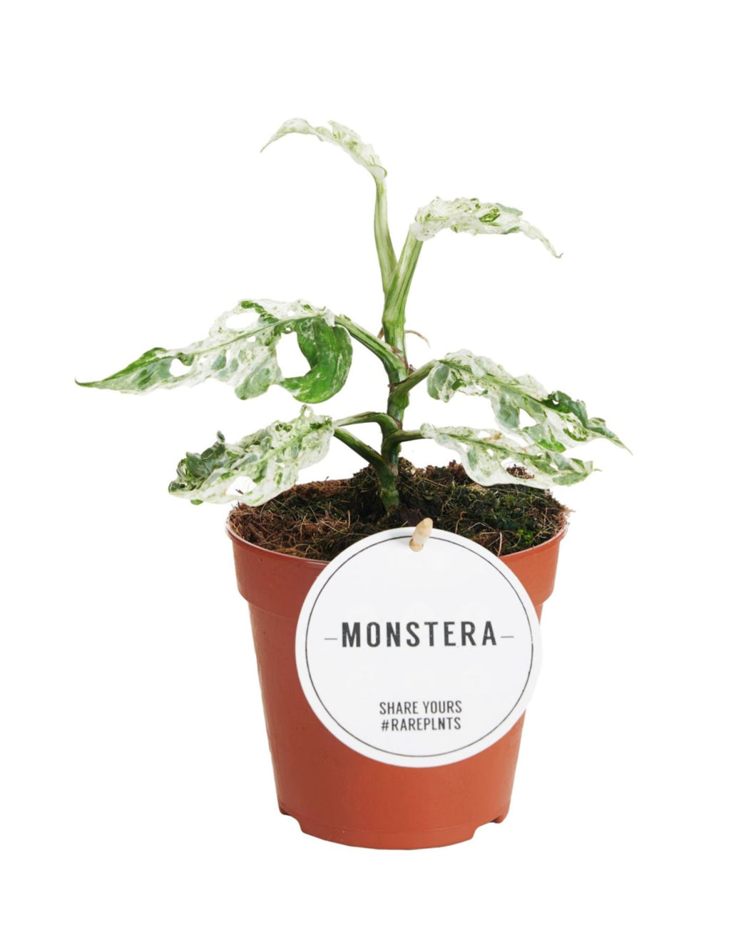 Monstera 'Frozen Freckles' - Root Houseplants