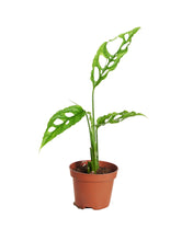 Load image into Gallery viewer, Monstera obliqua Peru Form - Root Houseplants
