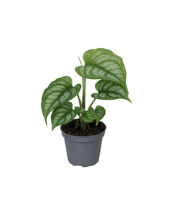 Monstera siltepecana - Root Houseplants