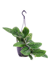 Lade das Bild in den Galerie-Viewer, Monstera sp. Peru - Root Houseplants

