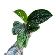 Lade das Bild in den Galerie-Viewer, Monstera sp. Peru - Root Houseplants

