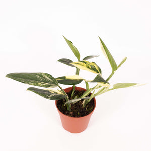 Monstera standleyana 'Aurea Variegated' - Root Houseplants
