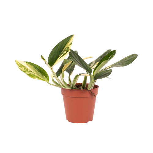 Monstera standleyana 'Aurea Variegated' - Root Houseplants