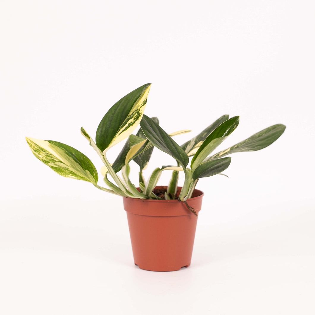 Monstera standleyana 'Aurea Variegated' - Root Houseplants
