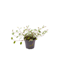 Muehlenbeckia complexa - Root Houseplants